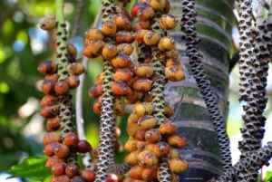Zoo Plants