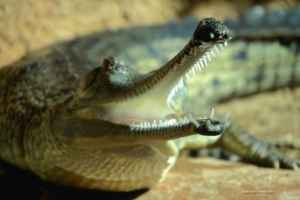 Crocodile with open mouth at San Diego Zoo, showcasing its distinctive features in a natural habitat setting.