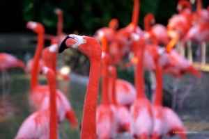 Flamingos in vibrant pink hues at San Diego Zoo, showcasing the joy of wildlife experiences.