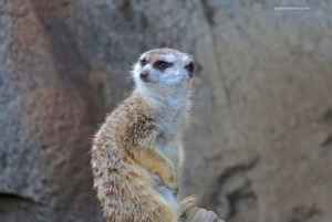 Zoo