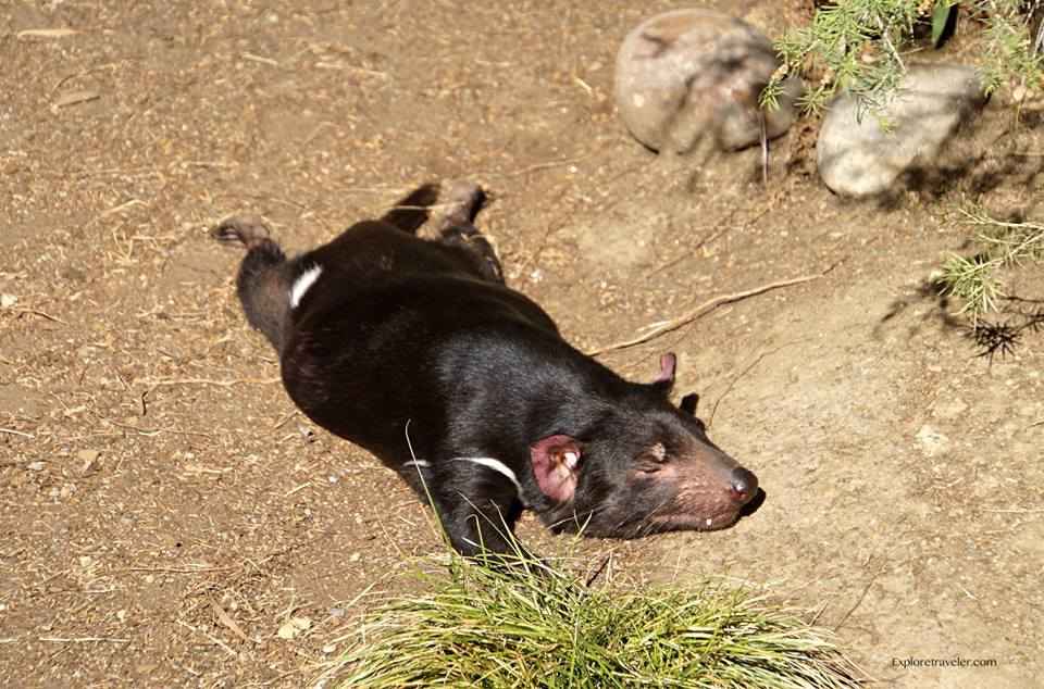 Beguiling Little Devils – San Diego Zoo Wildlife Alliance Stories