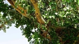 Forests Taiwan Video thumbnail