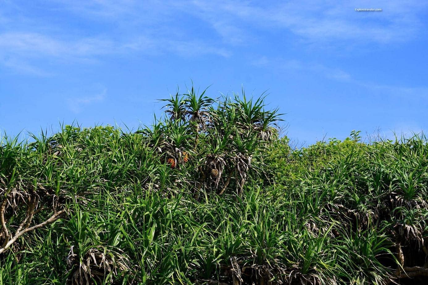 sanxiantai 용 다리 섬 식물
