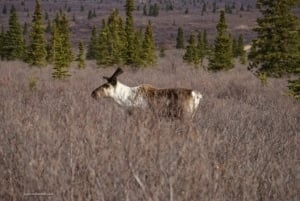 Caribou grazing in the tundra of Denali National Park, surrounded by green coniferous trees and purple vegetation.