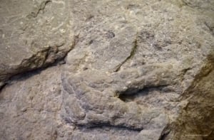 Denali Theropod Track