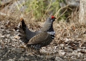 Grouse-Spruce-Birding-Denali-National-Park=Alaska.