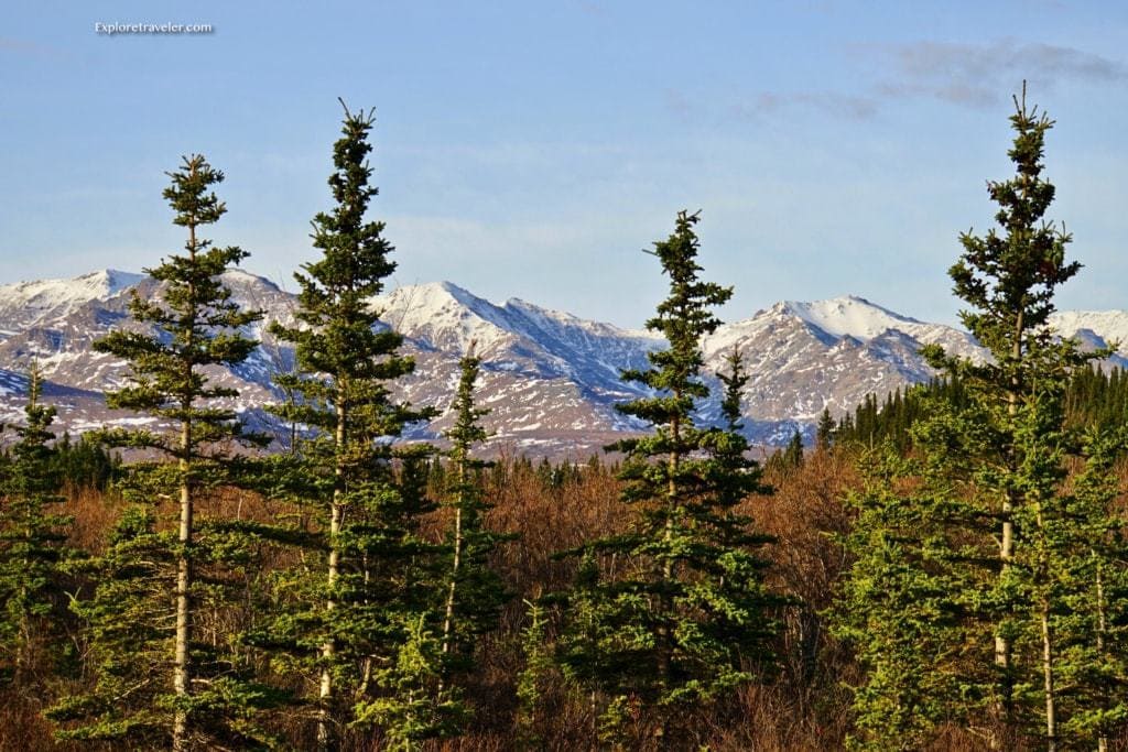 Mountains and trees of Denali National Park