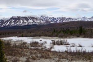 Mountainous landscape of Denali National Park with snow patches and grazing wildlife in the foreground.
