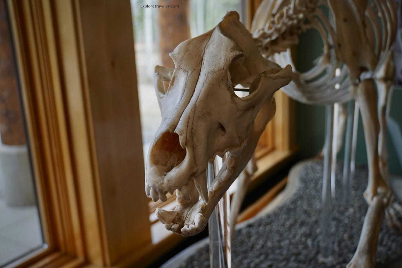 Скелет животного научного центра Мюри