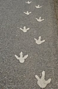 Murie Science Center Theropod tracks
