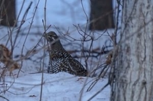 Willow Ptarmigan of Denali National Park