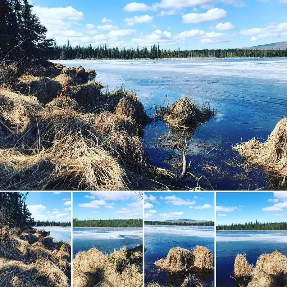 alaska hiking fairbanks uaf smith lake