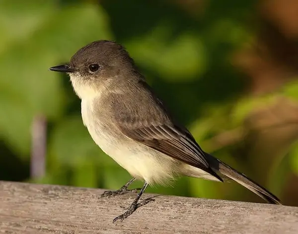 My Alaska Hiking Blog of the Far North - A small bird perched on top of a wooden branch - Bird