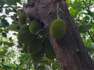 Young green jackfruits on a tree, highlighting the key ingredient in Gudeg, a traditional Indonesian dish.