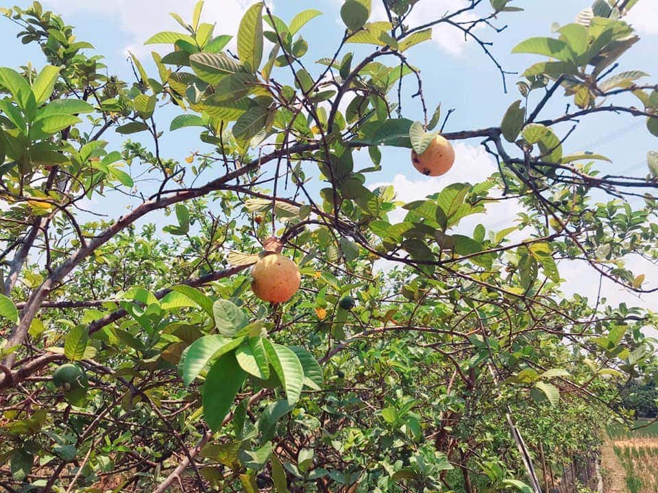 Musim panen akan segera tiba-Harvest season is coming Guava Majalengka Westjava Indonesia