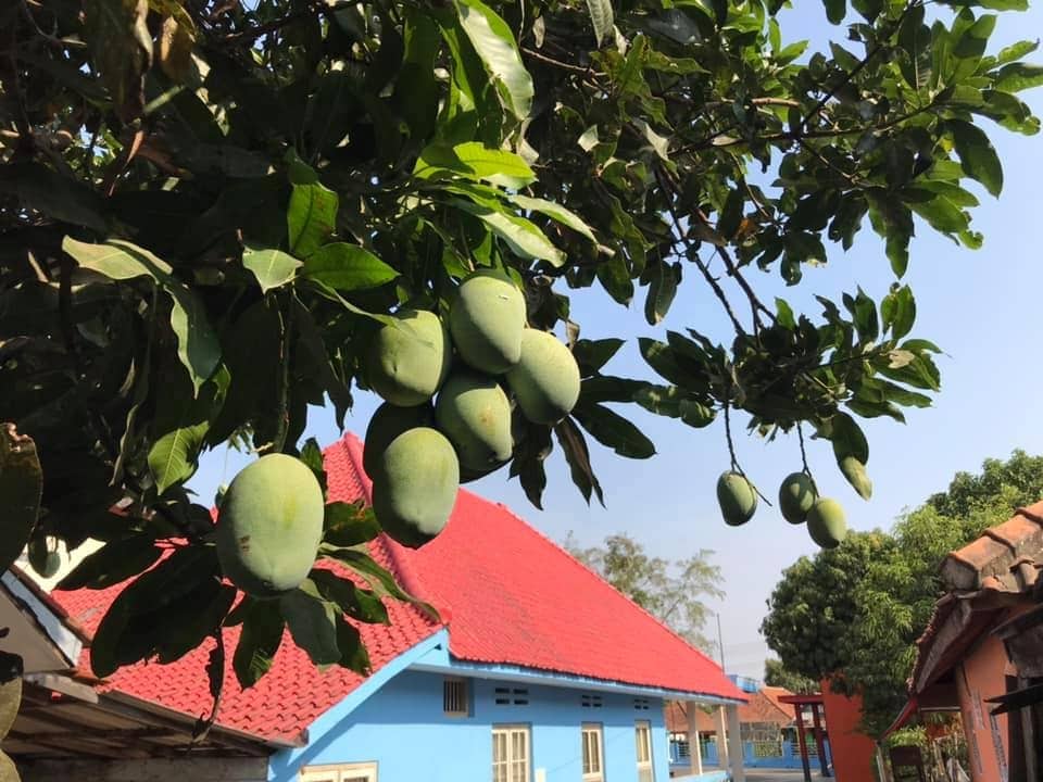 The laleejewo mango, also known as “Mangga”. A delicious and common food commodity