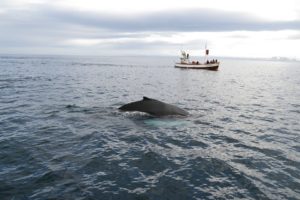Whale Watching iceland
