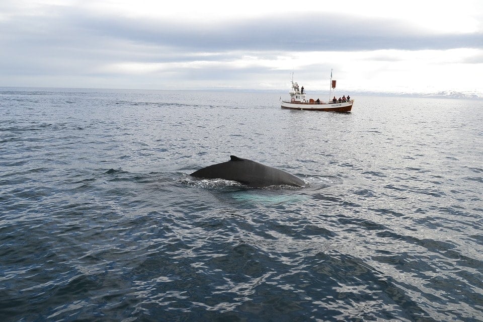 Avistamiento de ballenas islandia