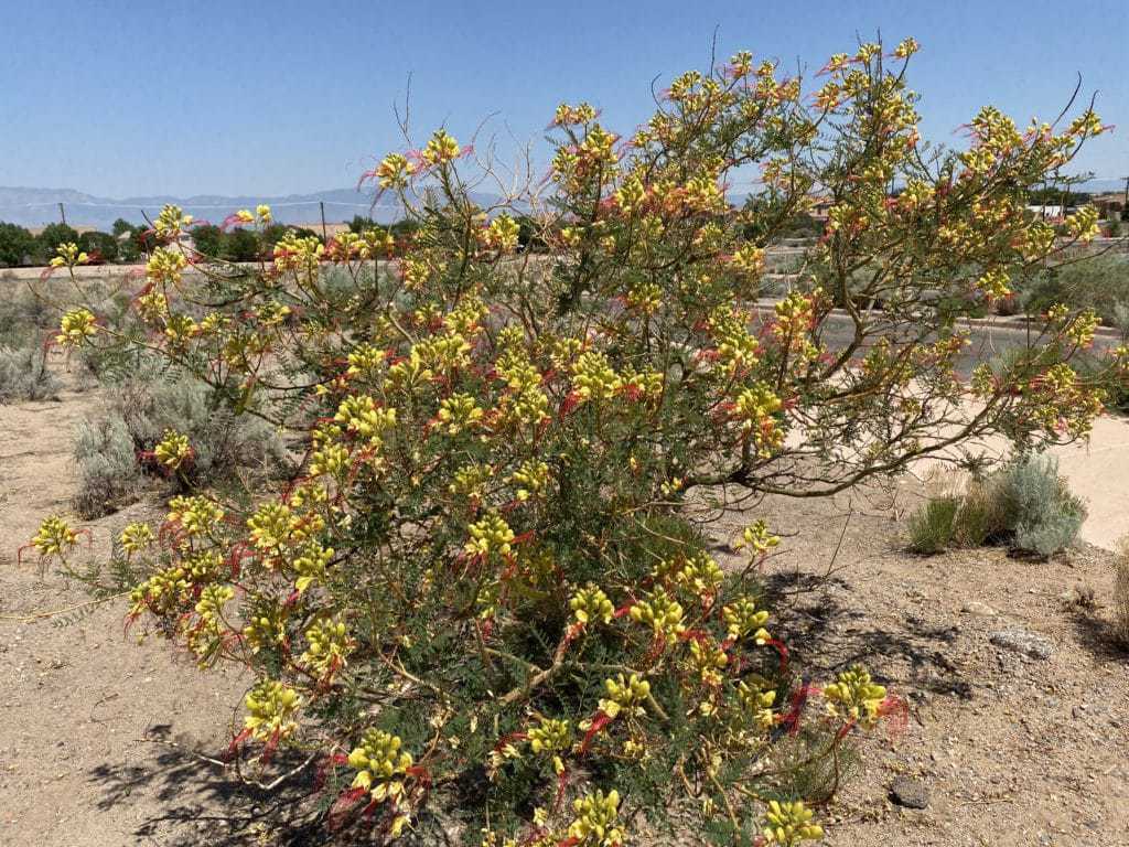 desert flowers blooming at the petroglyph national monument