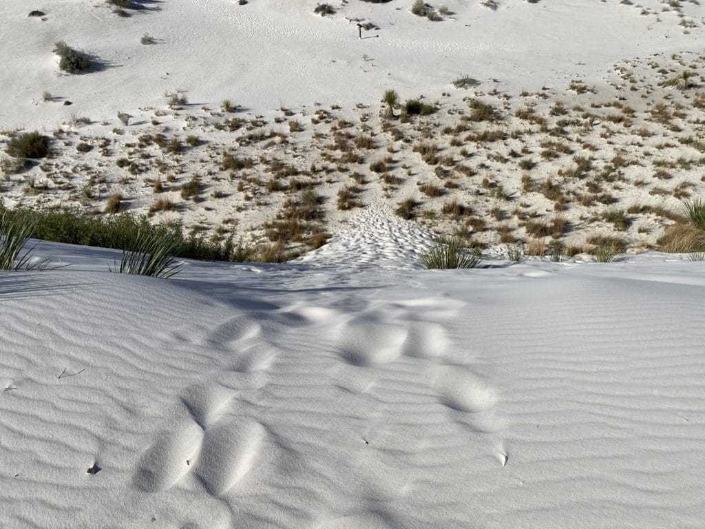 Вид на национальный памятник Белые пески с вершины песчаной дюны