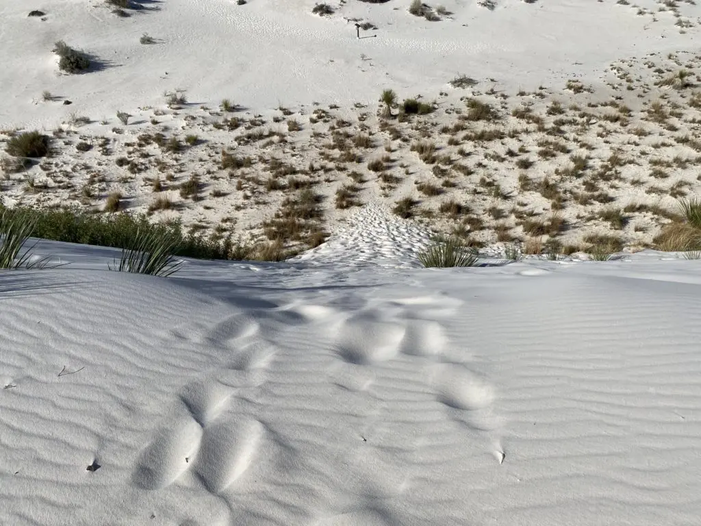 White Sands National Monument view from top of sand dune