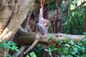 formosan rock macaque