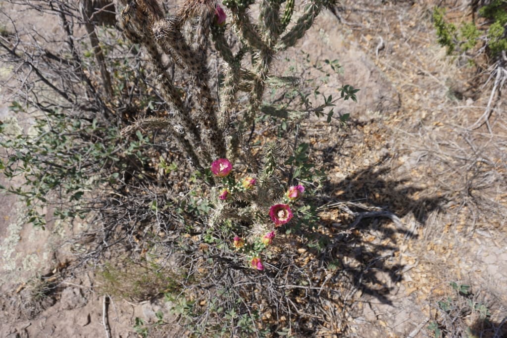 Bunga kaktus bermekaran di dataran tinggi.
