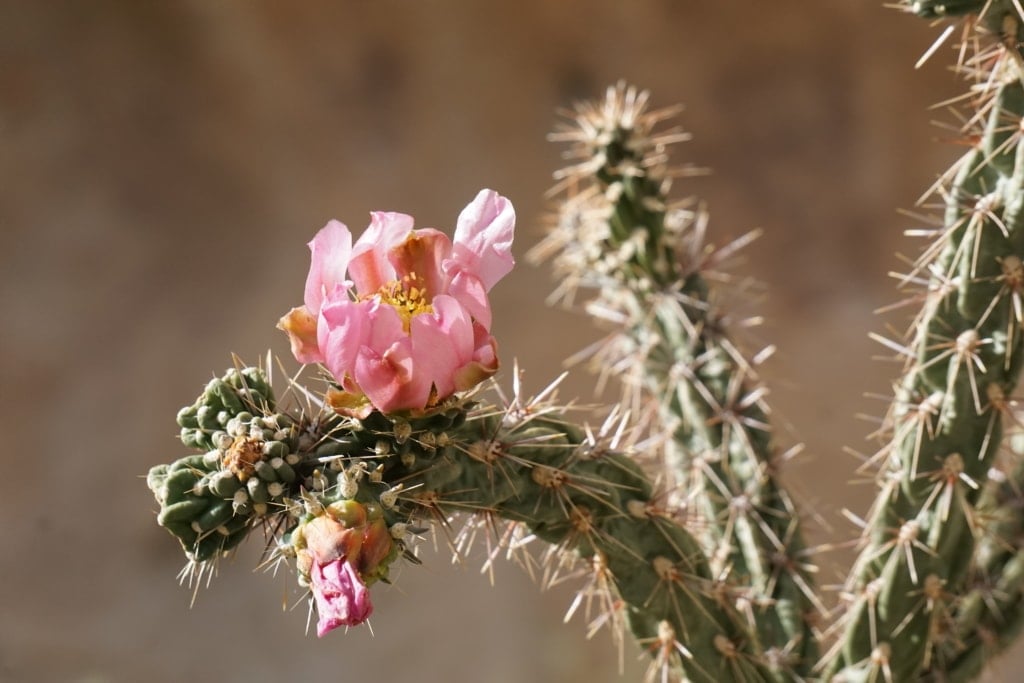 Cactus Flower In voller Blüte mit Bandelier National Monument und Park.