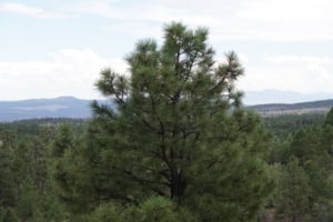 The sweet smell of pine trees blowing in the wind