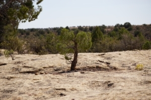 Baby Juniper Growing within a crack in the cliffside rock.