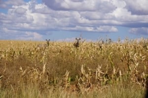 Deer grazing in a cornfield among dried stalks, representing wildlife in the Canyons of the Ancients.