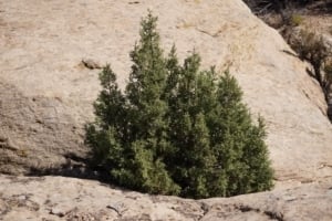 Juniper bush growing in the rocks.