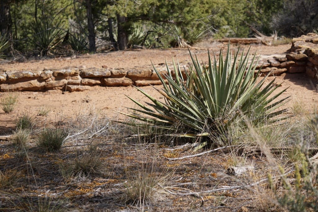 surroundings of the pit houses of mesa verde