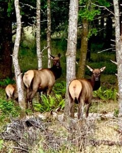Elk grazing in Fort Stevens State Park, surrounded by trees and ferns, highlighting the park's wildlife ecosystem.