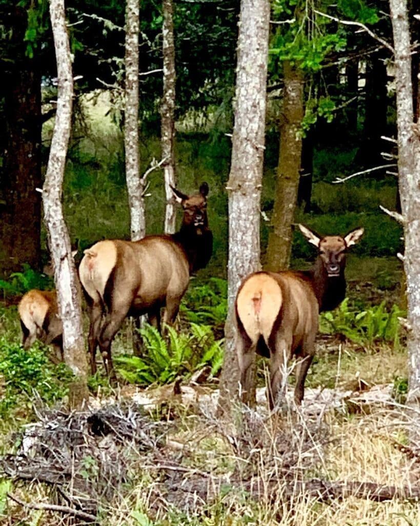 Fort Stevens State Park Exploration In History 5 Elk of Ft Stevens State Park