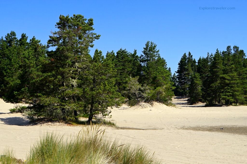 Sanddünen-Staatspark Oregon