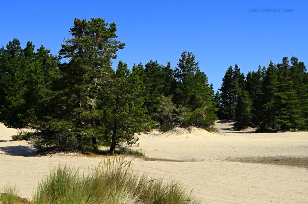 Sand Dune State Park Oregon