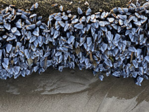 Mussels clustered on a rocky surface at Sand Beach, Oregon, highlighting the unique coastal marine life and natural beauty of the Oregon coast.
