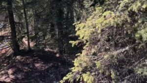 my alaska hiking blog