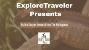 Explore Traveler Presents Sailfin Dragon Lizards from the Philippines with a close-up view of the lizard against a natural background.
