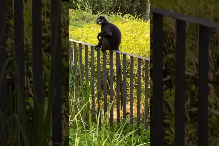 🇲🇾 🐒 Encountering Dusky Langur Monkeys on a Scenic Penang Stroll #travel 6 maxresdefault 1