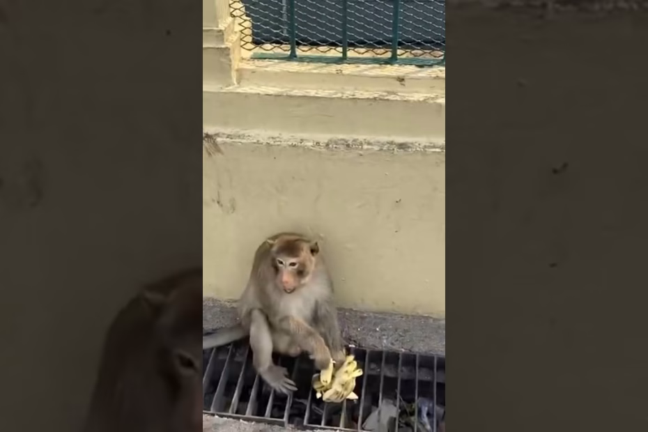 The Monkey Banana Thief 2 maxresdefault 8