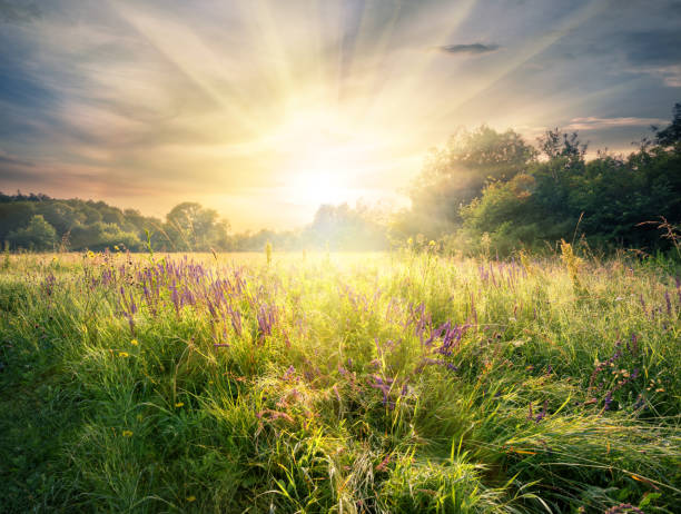 Meadow with wildflowers under the bright sun. Summer landscape.