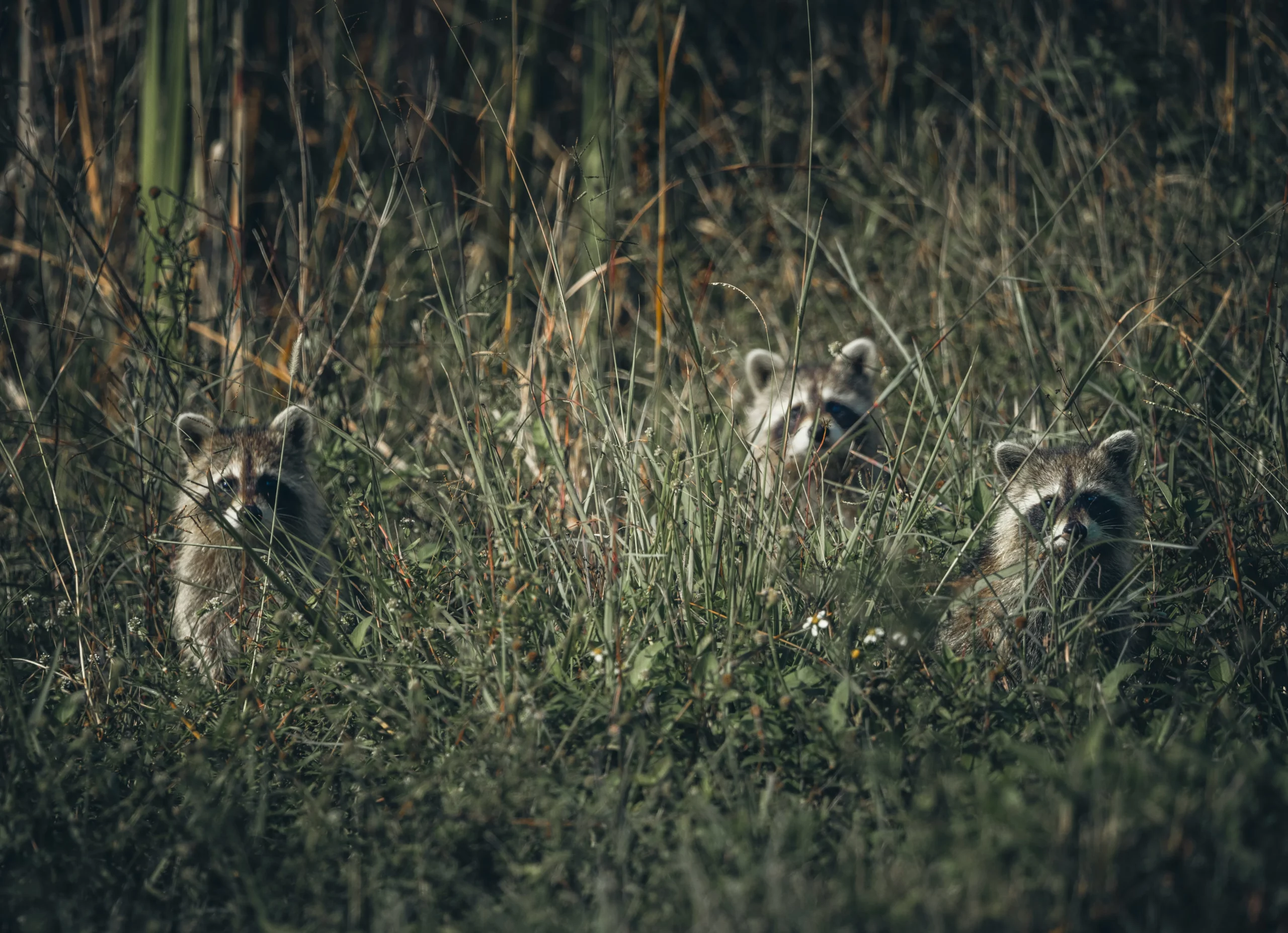 Discover Feral People Sightings in the USA: Legends Unveiled 15 e039bb01 135a 4d87 b09b b015b68cb9b3 scaled 1