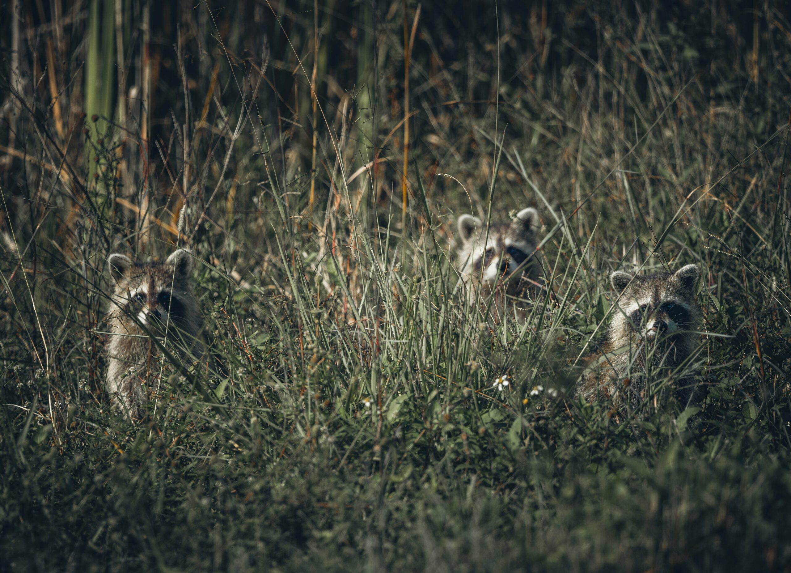 Discover Feral People Sightings in the USA: Legends Unveiled 14 photo 1705543002199 b381fa0067e9 scaled 1