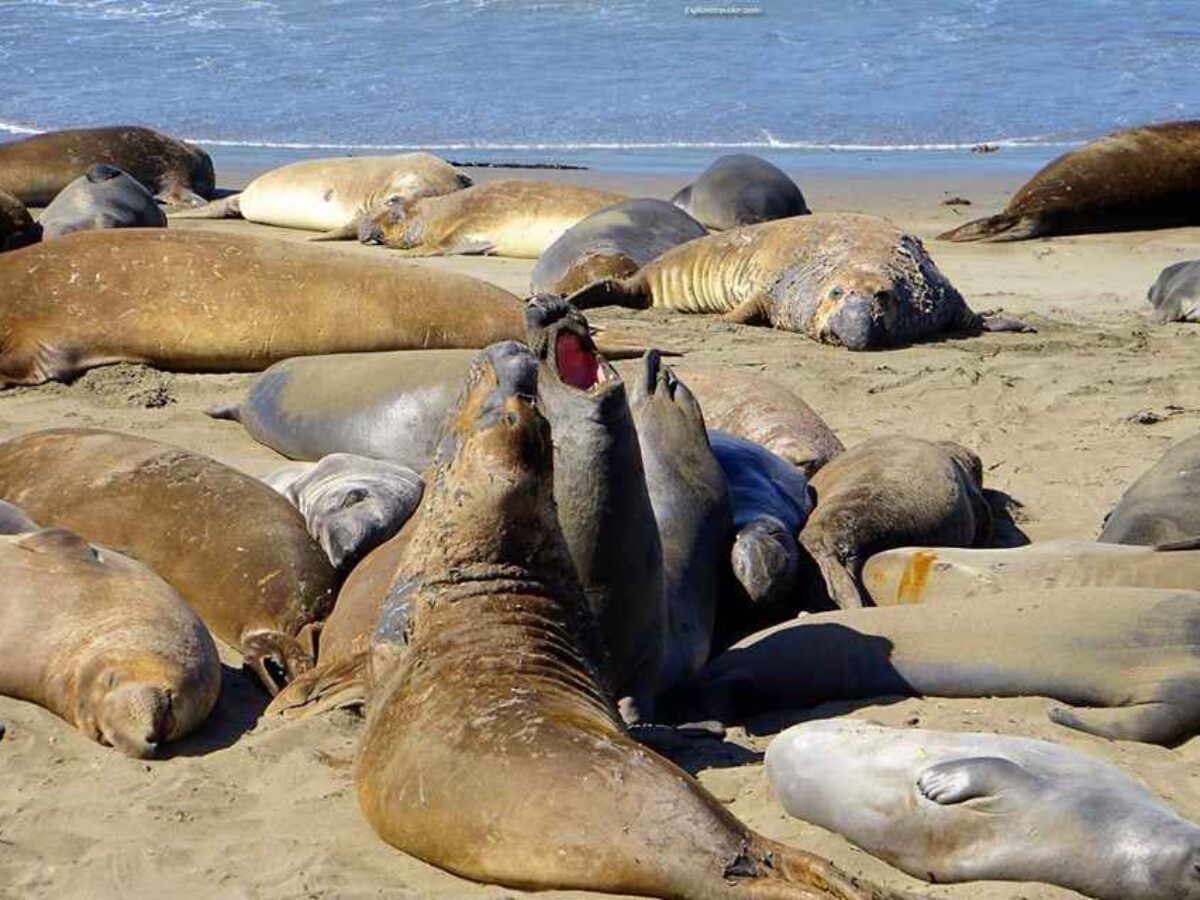 Marine Animals In The Spotlight On The Pacific Ocean Of The USA Marine Animals In The Spotlight On The Pacific Ocean Of The USA