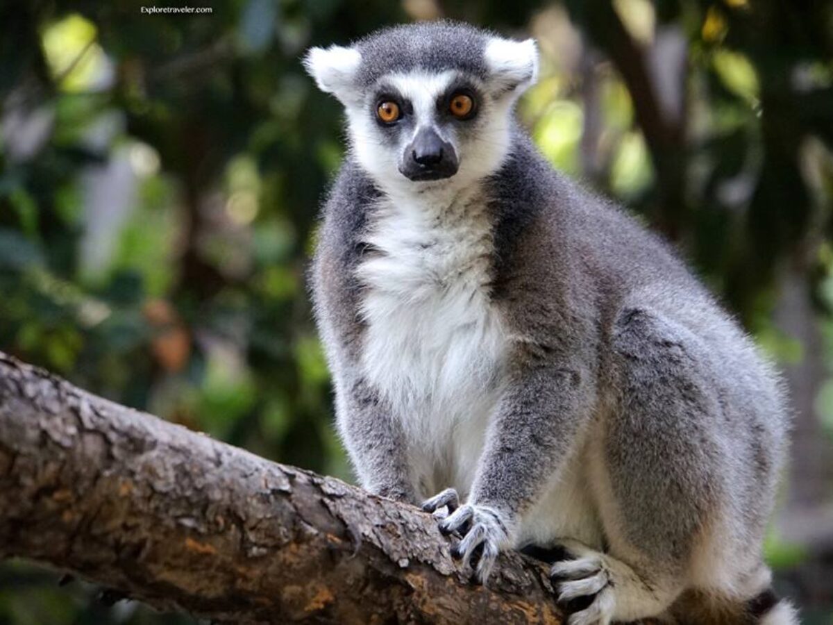 Madagascar: Lemurs! Lemurs! - Journeys International